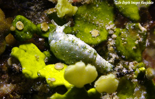 Elysia ornata @ Shave Ziyyon, Israel 16-11-2009 12m, on Bryopsis sp. by  Baki YOKEŞ – OPK Opistobranquis