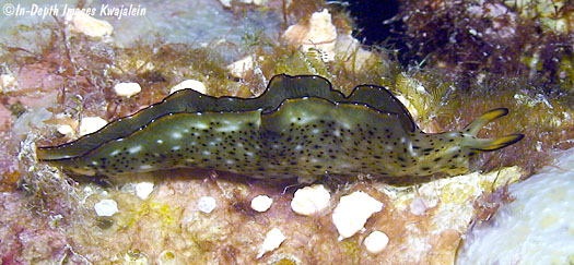 Elysia marginata sacoglossan Marshall Islands