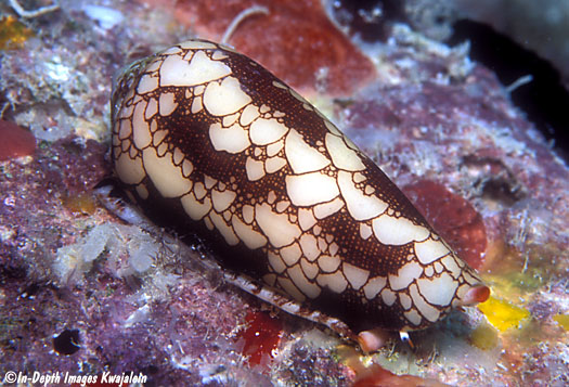 Conus omaria Marshall Islands