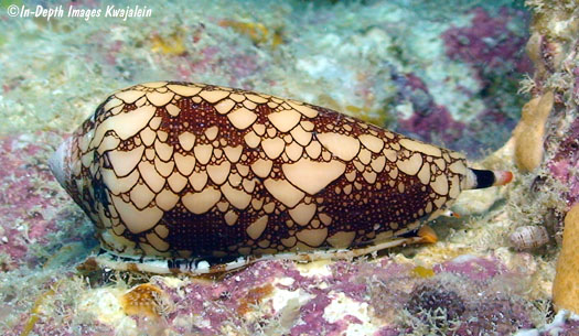 Conus omaria Marshall Islands