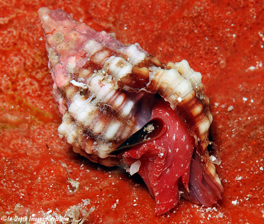 Phos senticosus - (Linnaeus, 1758) - Live Peristernia-nassatula-jj-0185-080711