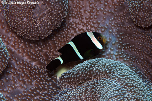 Amphiprion-tricinctus-black-jj-0013-091408.jpg