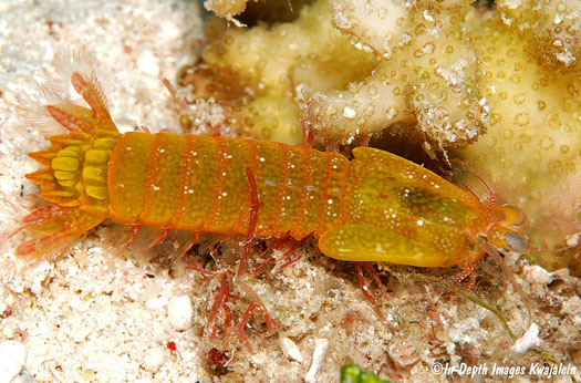 Crustaceans Mantis shrimp Gonodactylellus viridis 