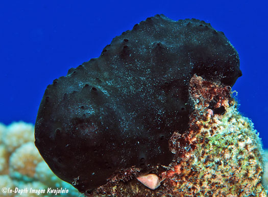 Sponge, black, sp. 1, Marshall Islands