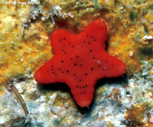 Red Fromia Starfish Care  Fromia milleporella - Maryland Aquarium