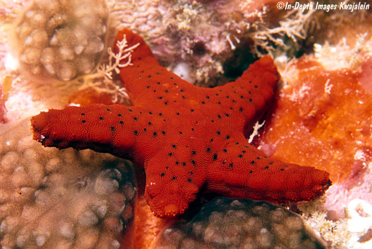 Red Fromia Starfish Care  Fromia milleporella - Maryland Aquarium