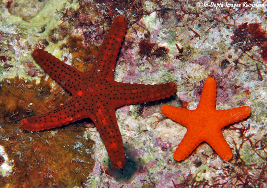 Red Fromia Starfish Care  Fromia milleporella - Maryland Aquarium