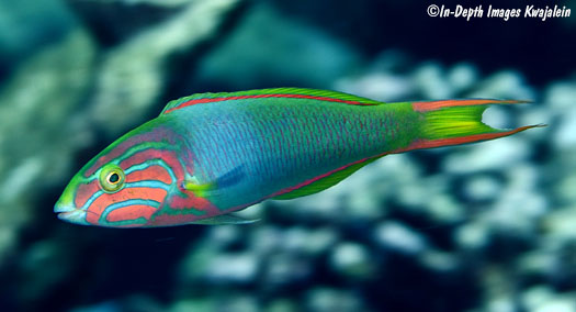 Thalassoma lutescens
