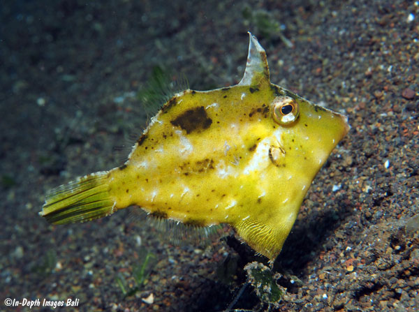 Paramonacanthus curtorhynchos, Bali, Indonesia