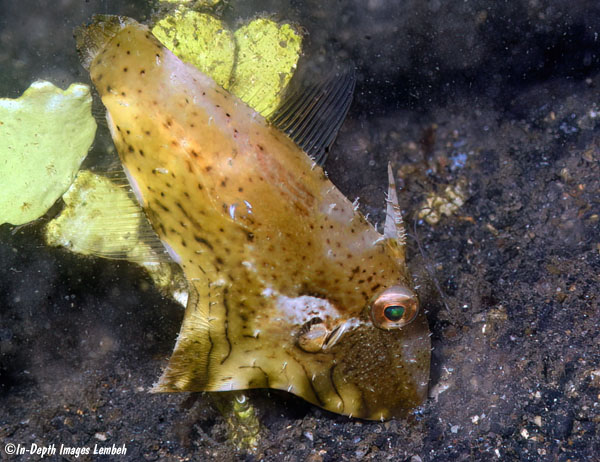 Paramonacanthus curtorhynchos, Lembeh Strait, Sulawesi, Indonesia