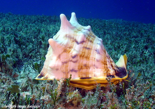 Cassis cornuta, Marshall Islands