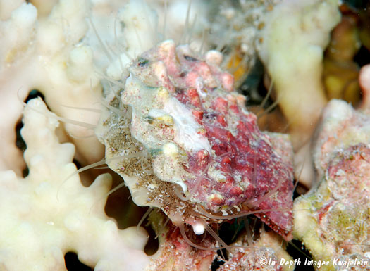 Mirapecten moluccensis, Marshall Islands