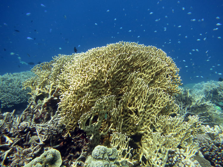 Coral Millepora bleaching, Kwajalein, Marshall Islands