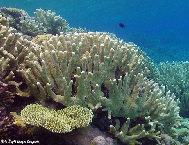 Isopora palifera Kwajalein Marshall Islands