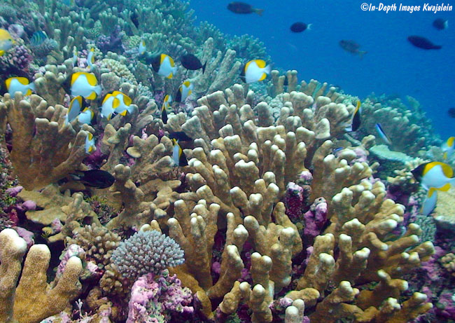 Isopora palifera Kwajalein Marshall Islands