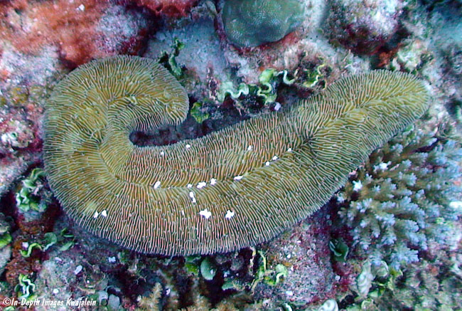 Herpolitha limax, Marshall Islands