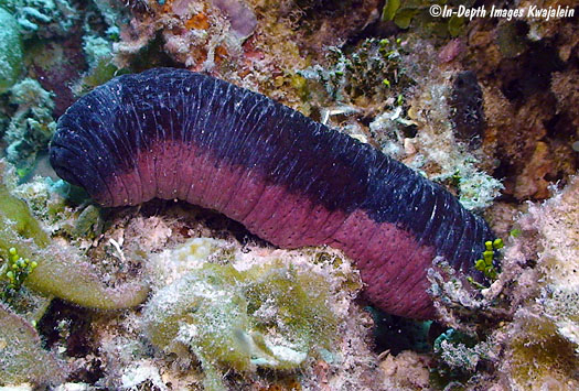 Holothuria edulis, Marshall Islands