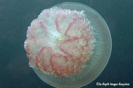 Crambione mastigophora, Marshall Islands